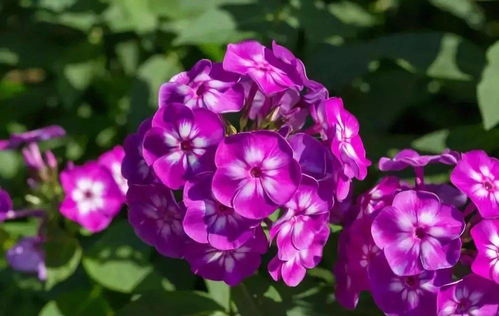 九月秋播，阳台种花指南 来年花开不断的美景