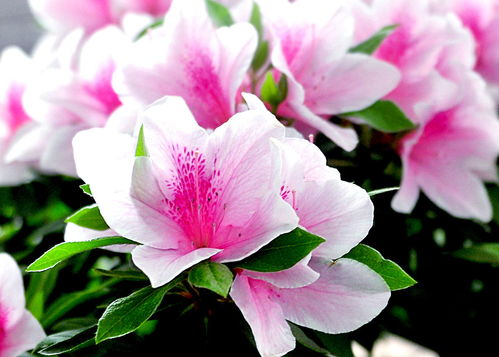 这4种花卉养得好，老花匠都称赞，能养活1盆的人绝对是高手