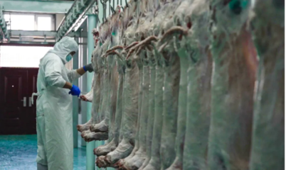 赛湖小羊正式投产！探索地方特色养殖与品牌发展新路径