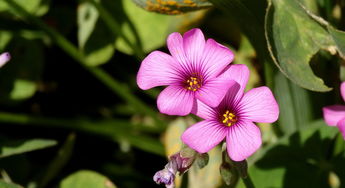 羊肉与花朵 秋日餐桌上的诗意邂逅