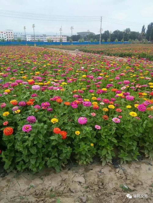 七夕赏花游水云山，品味特色羊肉美食